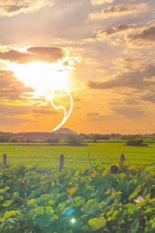 SiemReap Sunset Dinner Riding an Ox-Cart at Rice Paddy Field - Activity Highlights