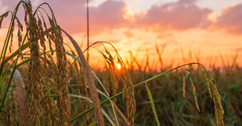 SiemReap Sunset Dinner Riding an Ox-Cart at Rice Paddy Field - Itinerary Details