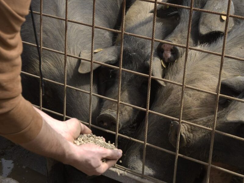 Siena - Discover a Real Cinta Senese Pig Farm - Itinerary Details