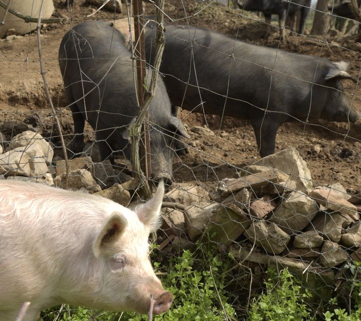 Siena - Discover a Real Cinta Senese Pig Farm - Tasting Experience
