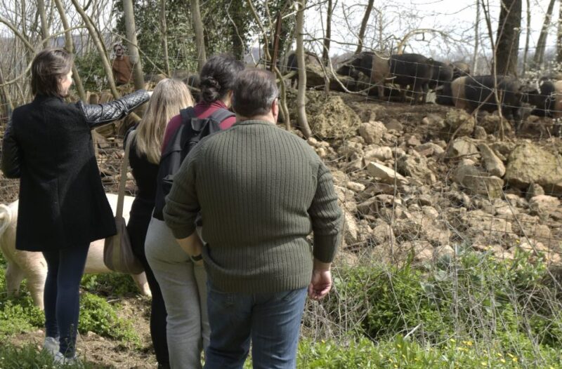 Siena - Discover a Real Cinta Senese Pig Farm - Farm Location