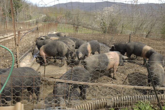 Siena - Discover a Real Cinta Senese Pig Farm - Tour Duration and Pricing