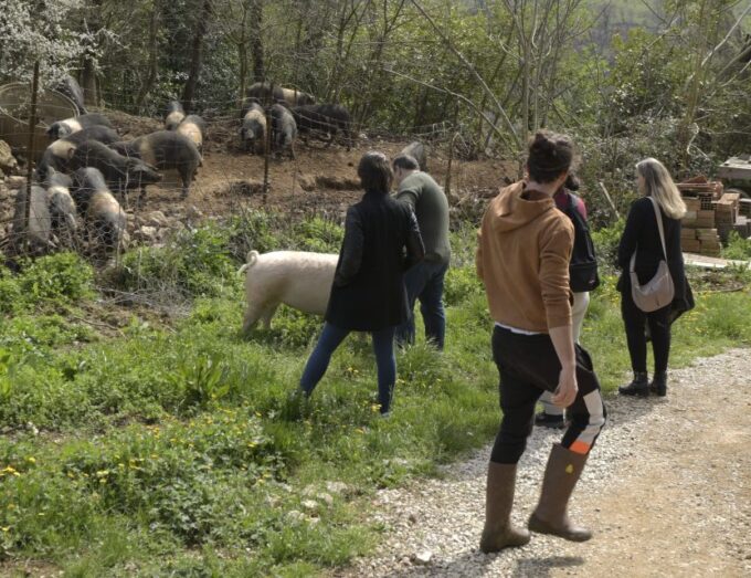Siena - Discover a Real Cinta Senese Pig Farm - Frequently Asked Questions