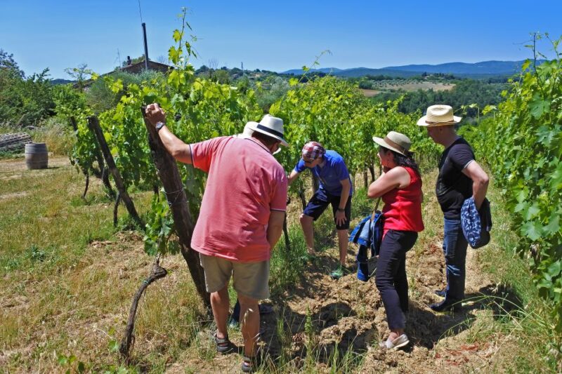 Siena: Educational Wine Tour & Tasting - Experience Highlights