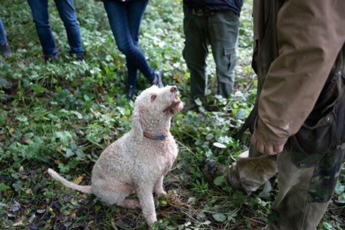Siena - Truffle Hunt With Lunch and Brunello DOCG - Frequently Asked Questions