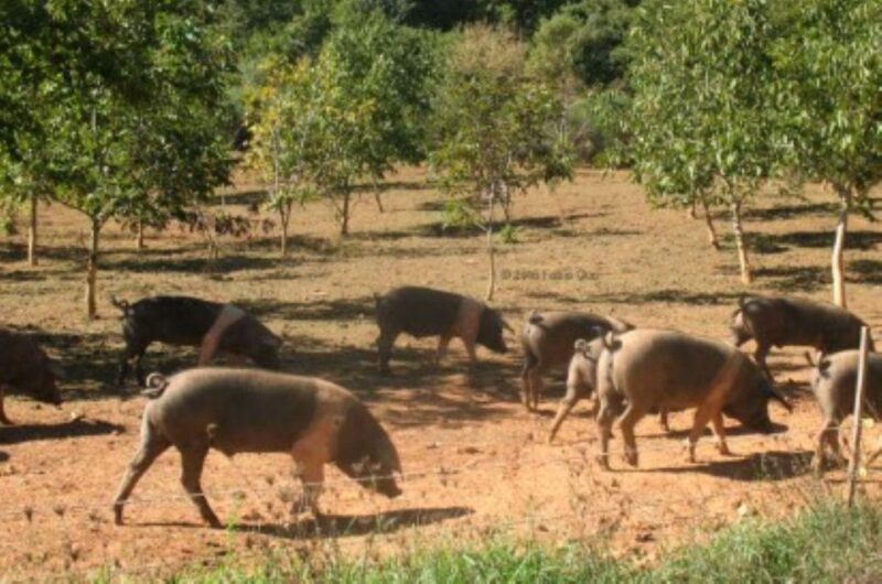 Siena: Visit to the Typical Cinta Pig Farm - Key Points