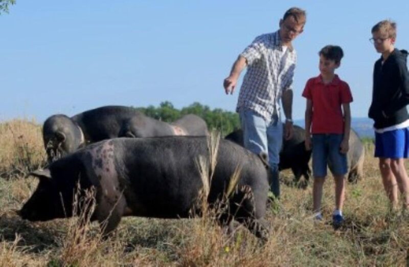 Siena: Visit to the Typical Cinta Pig Farm - Itinerary and Highlights