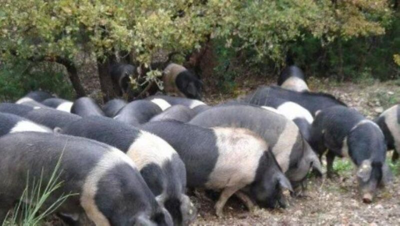 Siena: Visit to the Typical Cinta Pig Farm - Booking and Payment Information