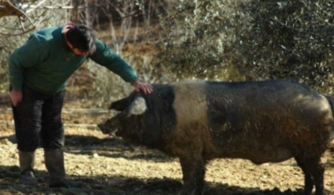 Siena: Visit to the Typical Cinta Pig Farm - Purchasing Farm Products