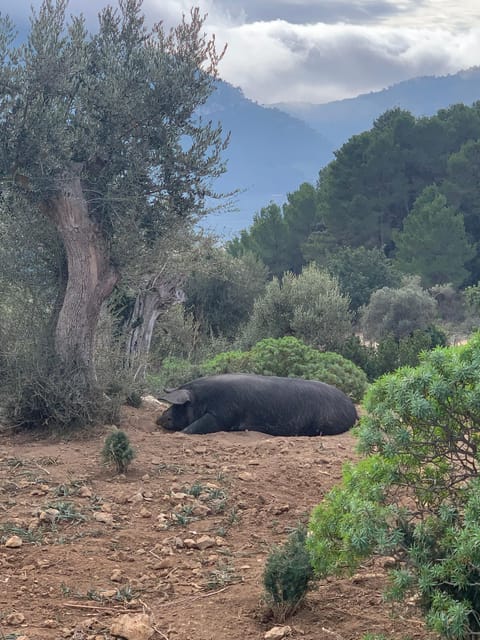 Sierra De Tramuntana Hiking Experience - Safety and Suitability