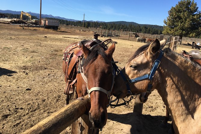 Sierra Histroric Tour & Horseback Riding From Reno - Hassle-free Transportation