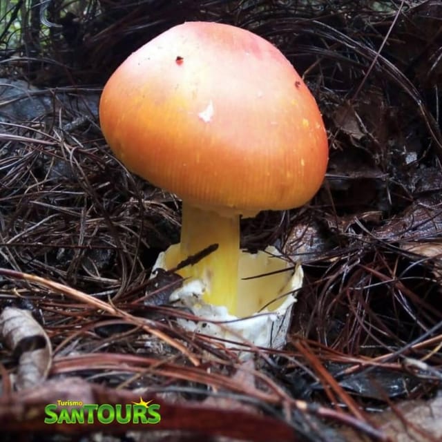 Sierra Norte: Eco Adventure Tour - Group Size and Language