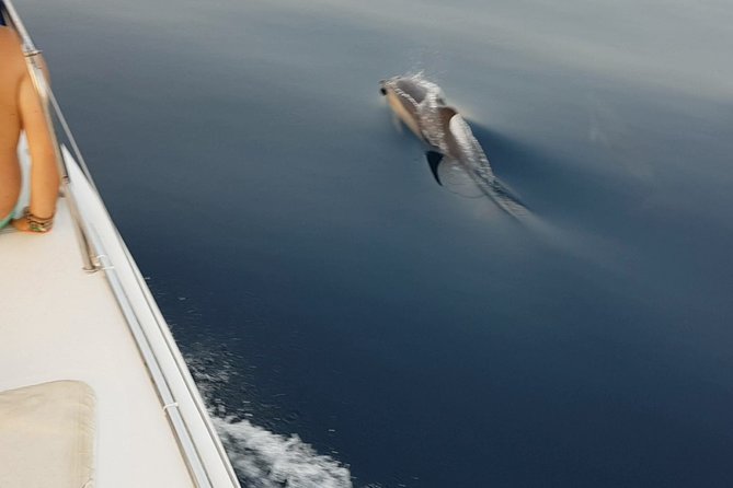 Sighting Dolphin Trip Estepona, Marbella - Overview of the Activity