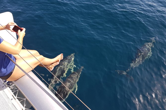 Sighting Dolphin Trip Estepona, Marbella - Accessibility and Participation