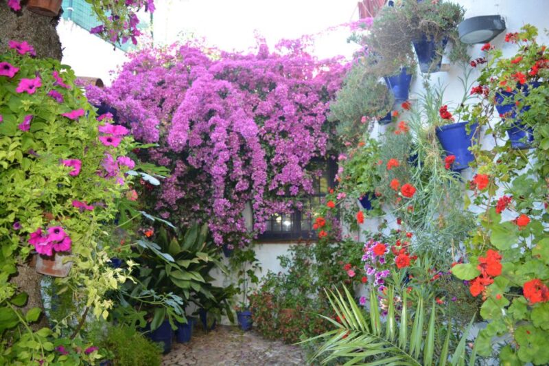 Sights, Sounds, and Scents of Córdobas Patios - Patios for Annual Competition