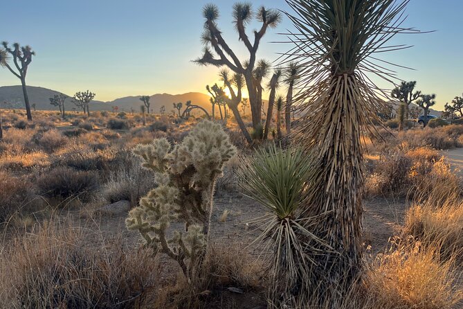 Sightseeing Adventure Tour of Joshua Tree National Park - Guest Experiences and Feedback