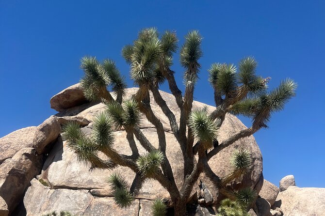Sightseeing Adventure Tour of Joshua Tree National Park - Exploring Joshua Tree National Park