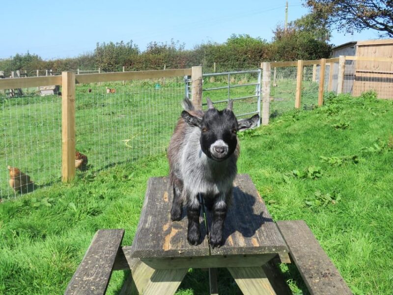 Sightseeing and Educational Farm Tour on Bainbridge Island - Key Points