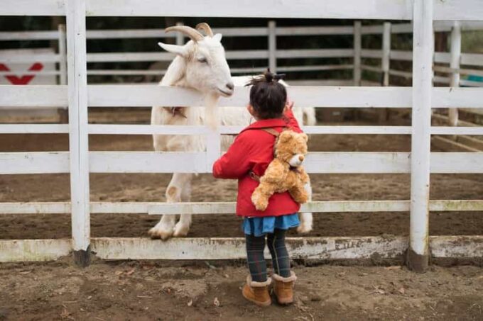 Sightseeing and Educational Farm Tour on Bainbridge Island - Gain Insider Insights From Local Guides