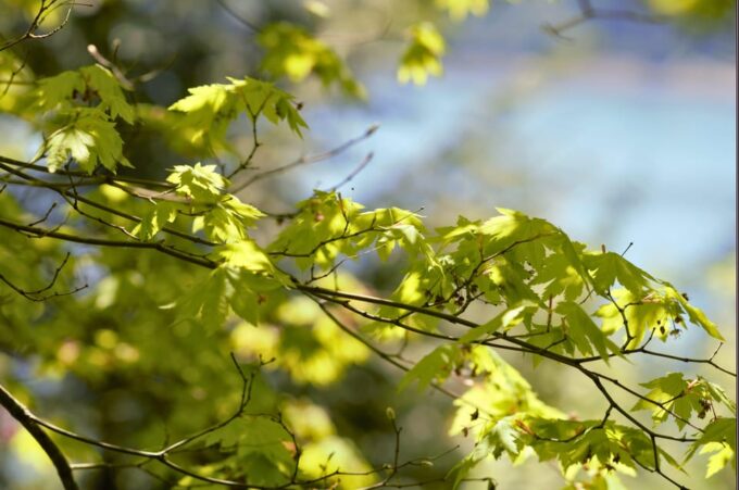 Sightseeing and Educational Farm Tour on Bainbridge Island - Convenient Transportation and Refreshment Inclusions