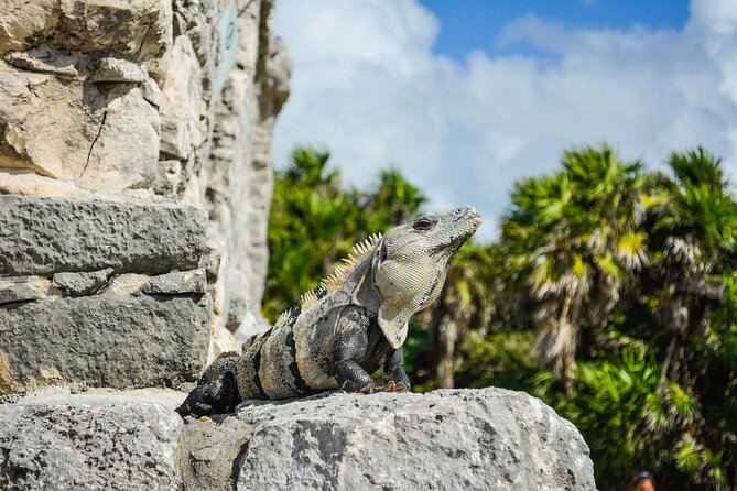 Sightseeing Tour of the Tulum Ruins National Park, Mexico - Cancellation Policy