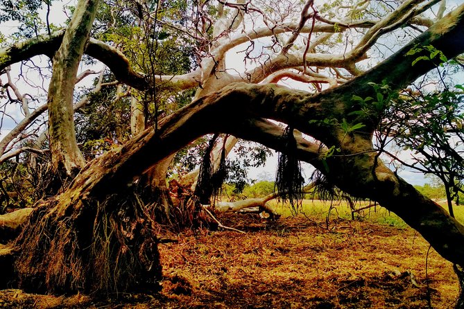 Sigiriya and Minneriya Great Escape - Indulging in Local Delicacies
