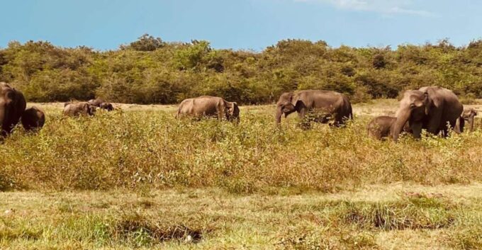 Sigiriya and Minneriya National Park Day Tour From Negombo - Hotel Pickup and Drop-off