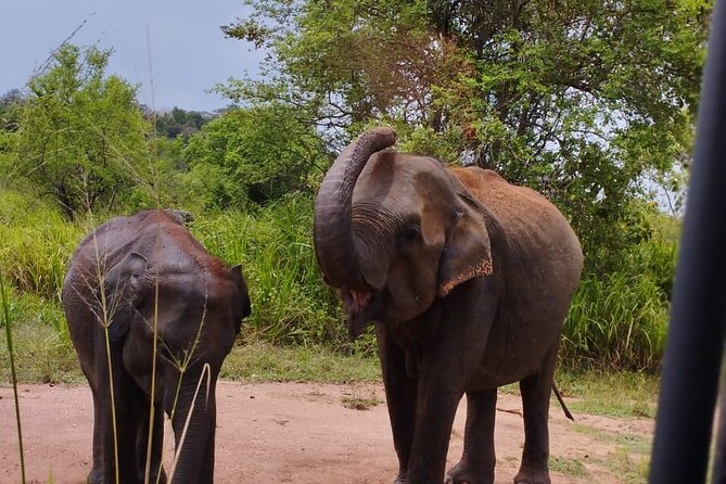 Sigiriya, Dambulla and Minneriya National Park Private Tour In - Key Destinations and Experiences