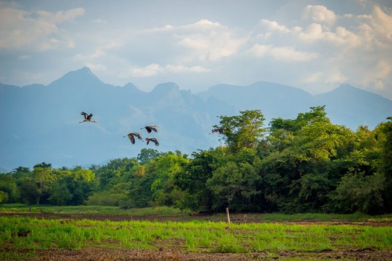 Sigiriya: Guided Bird Watching and Jungle Tour With Lunch - Itinerary Details