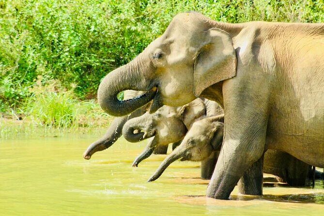 Sigiriya, Kandy to Ella TRain Ride plus Up Country TEA[B&B Basis] - Who Should Consider This Tour?