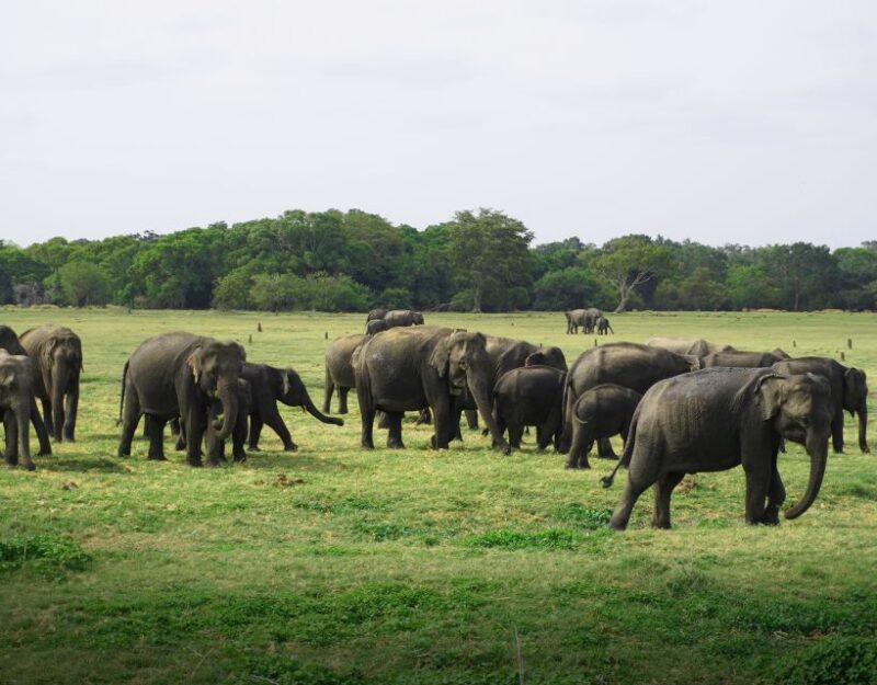 Sigiriya Lion Rock & Evening Safari Full Day Private Tour - Wildlife and Safari Experience