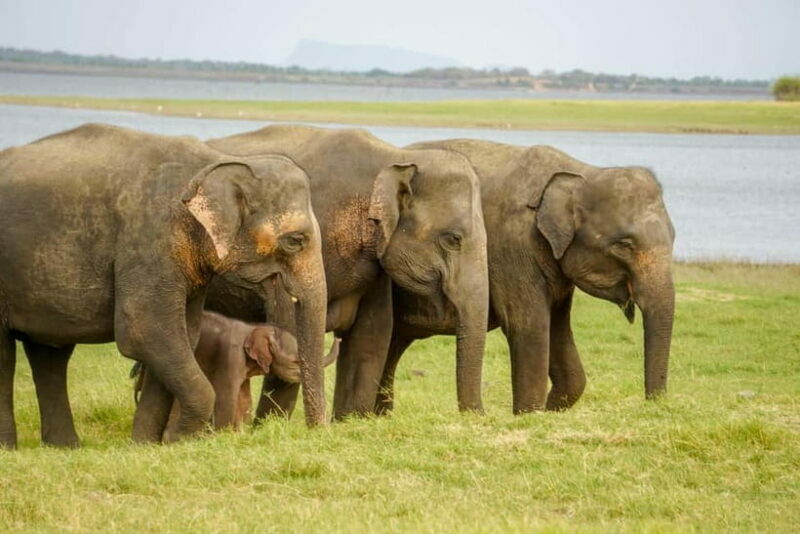 Sigiriya Lion Rock Hike & Minneriya National Park Safari - Key Points