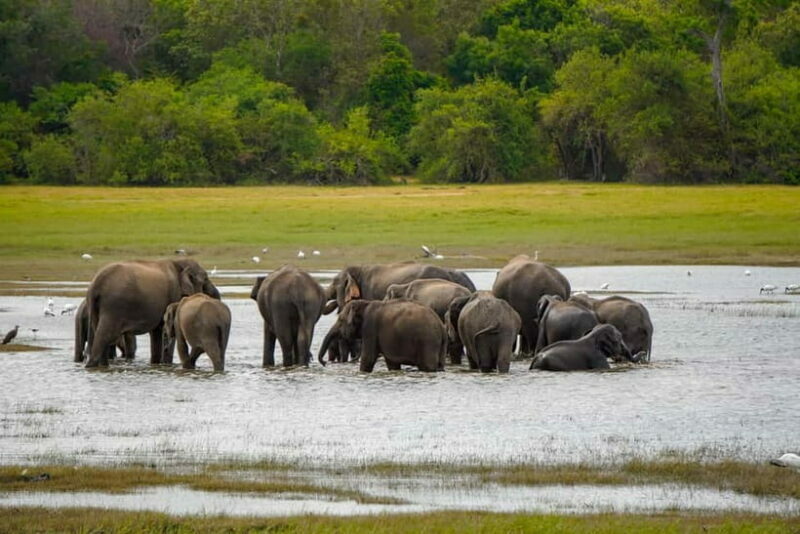 Sigiriya Lion Rock Hike & Minneriya National Park Safari - The Itinerary in Detail