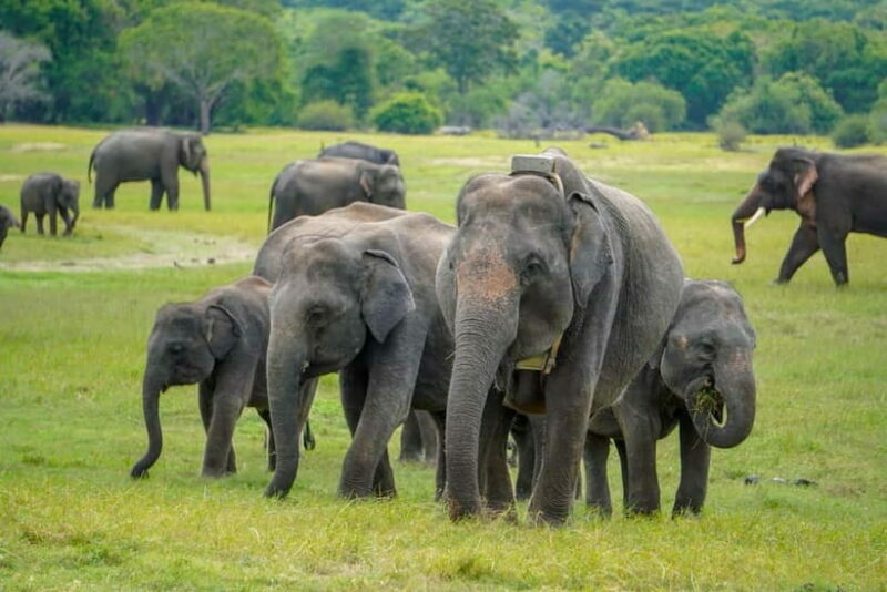 Sigiriya Lion Rock Hike & Minneriya National Park Safari - Authenticity and Value