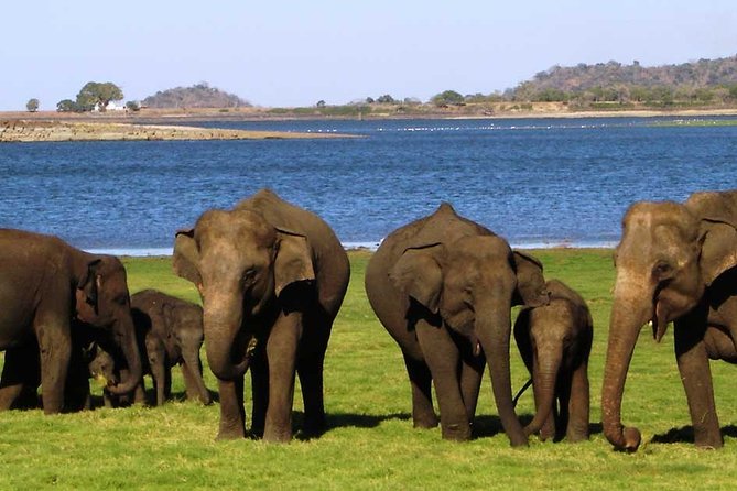 Sigiriya & Minneriya Safari Tour From Dambulla - Inclusions
