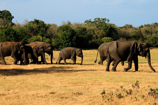 Sigiriya & Minneriya Safari Tour From Dambulla - Logistics