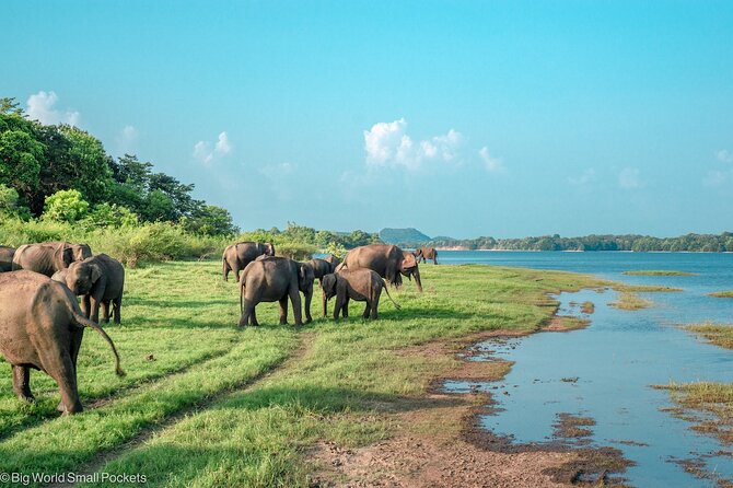 Sigiriya & Minneriya Safari Tour From Dambulla - Highlights of Sigiriya