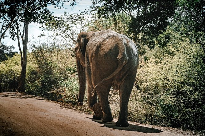 Sigiriya Rock and Wild Elephant Safari From Kandy - Pickup Information