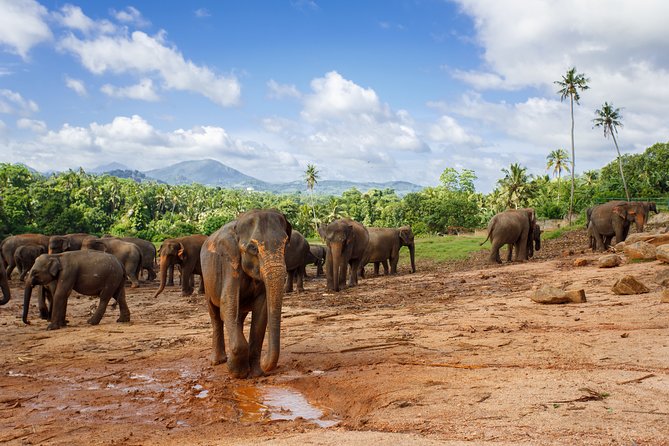 Sigiriya Rock and Wild Elephant Safari From Negombo - Tour Group Size and Pricing