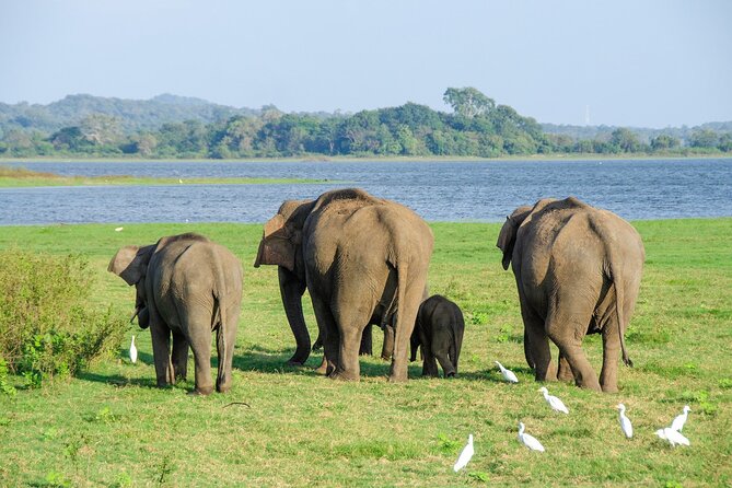 Sigiriya Rock and Wild Elephant Safari From Sigiriya - Pricing and Cancellation Policy