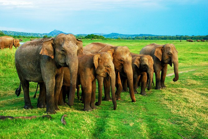 Sigiriya Rock and Wild Elephant Safari From Sigiriya - Reviews