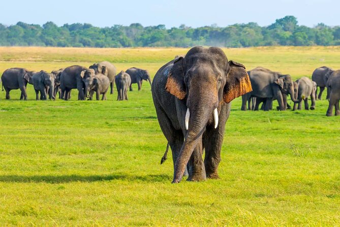 Sigiriya Rock and Wild Elephant Safari From Sigiriya - Itinerary Breakdown