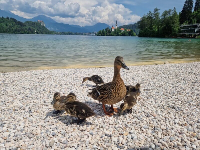 Sigismundi Luxury Adventures Breathtaking Bled All Inclusion - Pletna Boat Cruise