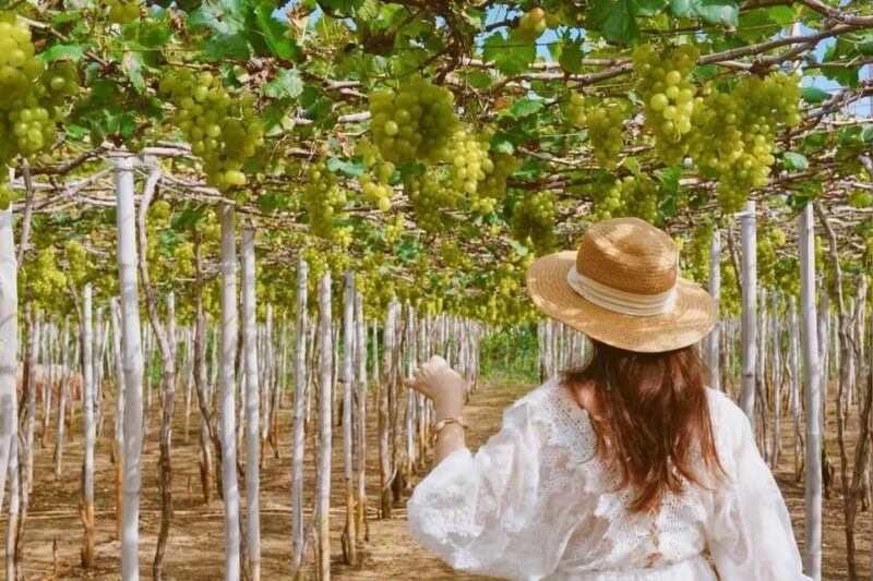 SIGNATURE TOUR: THE BEAUTY OF NINH THUAN FROM NHA TRANG - Itinerary Overview