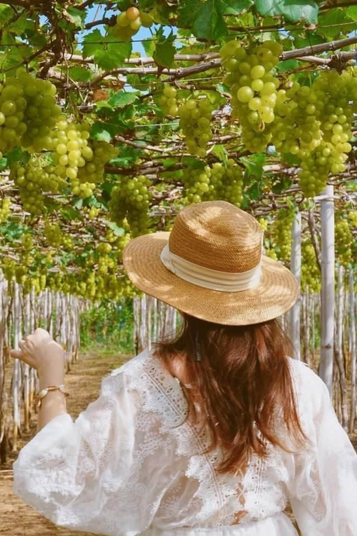 SIGNATURE TOUR: THE BEAUTY OF NINH THUAN FROM NHA TRANG - Unique Experiences