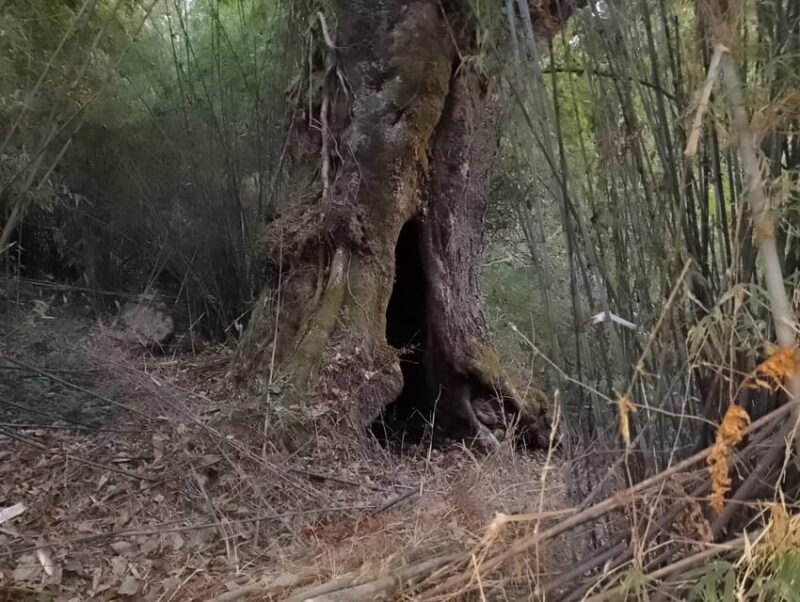Sikles Adventure: Exploring Krapudanda & Khwolasothar Trek - Itinerary Details