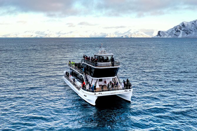 Silent Whale Watching - Boat Features