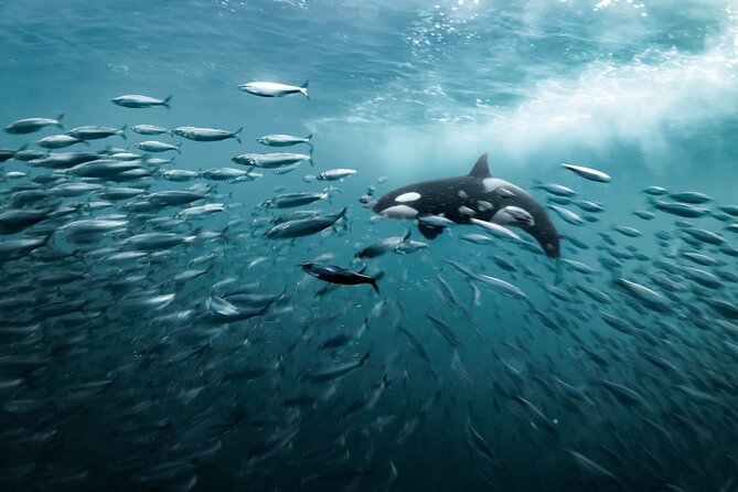 Silent Whale Watching - Meeting Point