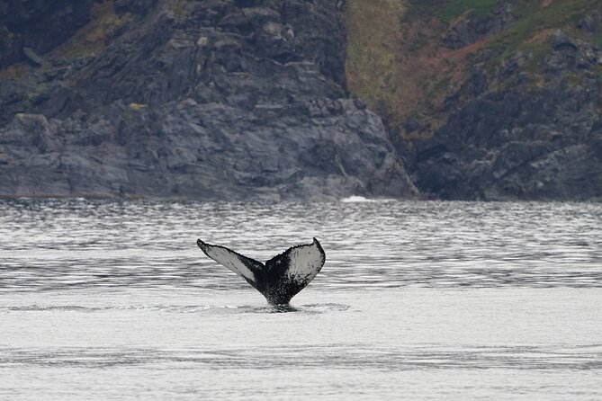 Silent Whale Watching - Cancellation Policy