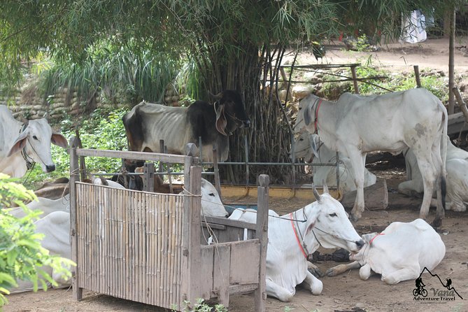 Silk Island & Countryside of Phnom Penh by Tuk Tuk - Booking and Cancellation